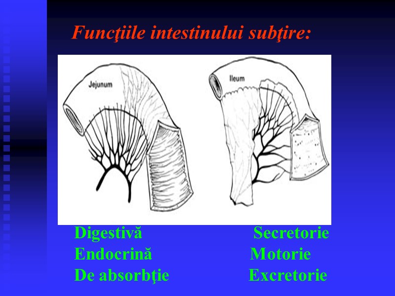 Funcţiile intestinului subţire: Digestivă          